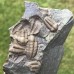 Ellipsocephalus hoffi